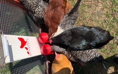 Raising Backyard Chickens: Everything You Need to Know to Start Your Own Flock